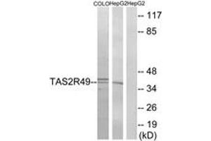 Western blot analysis of extracts from COLO/HepG2 cells, using TAS2R49 Antibody. (TAS2R20 antibody  (AA 94-143))