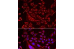 Immunofluorescence analysis of MCF7 cells using TUFM Polyclonal Antibody (TUFM antibody)
