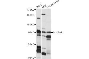 Western blot analysis of extracts of various cell lines, using SLC5A9 antibody (ABIN6292281) at 1:1000 dilution. (SLC5A9 antibody)