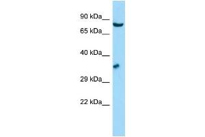 WB Suggested Anti-GSPT1 Antibody Titration: 1.