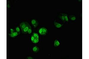 Immunofluorescent analysis of MCF-7 cells using ABIN7172471 at dilution of 1:100 and Alexa Fluor 488-congugated AffiniPure Goat Anti-Rabbit IgG(H+L) (C-JUN antibody  (AA 1-100))