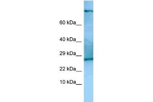 Host: Rabbit Target Name: Tsc22d2 Antibody Dilution: 1. (TSC22D2 antibody  (C-Term))