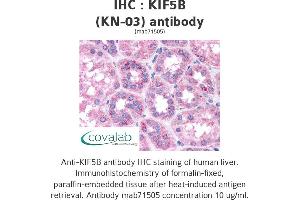 Image no. 1 for anti-Kinesin Family Member 5B (KIF5B) antibody (ABIN1724174) (KIF5B antibody)