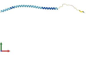 AlphaFold protein structure predicition of Human Recombinant VAMP5 Protein, UniprotID O95183 (VAMP5 Protein (AA 1-116) (His tag))