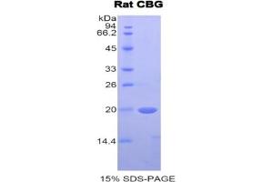 SDS-PAGE of Protein Standard from the Kit  (Highly purified E. (SERPINA6 ELISA Kit)