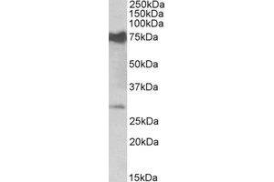 Western Blotting (WB) image for anti-Nicotinamide Nucleotide Adenylyltransferase 3 (NMNAT3) (Internal Region) antibody (ABIN2464444)