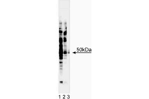 Western blot analysis of IRF-3. (IRF3 antibody  (AA 56-427))