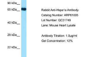 Western Blotting (WB) image for anti-Heat Shock 70kDa Protein 1A (HSPA1A) (N-Term) antibody (ABIN2788649)