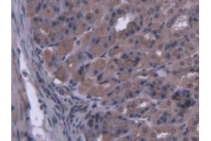 IHC-P analysis of Mouse Stomach Tissue, with DAB staining. (MARS antibody  (AA 74-212))