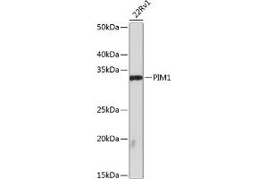 Western blot analysis of extracts of 22Rv1 cells, using PIM1 antibody (ABIN7269375) at 1:1000 dilution. (PIM1 antibody)