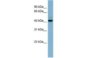 WB Suggested Anti-C1orf102 Antibody Titration: 0. (OSCP1 antibody  (N-Term))