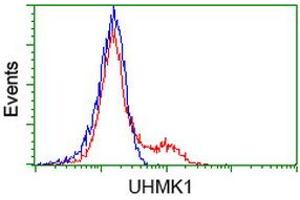 HEK293T cells transfected with either RC214962 overexpress plasmid (Red) or empty vector control plasmid (Blue) were immunostained by anti-UHMK1 antibody (ABIN2453773), and then analyzed by flow cytometry. (UHMK1 antibody)
