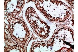 Immunohistochemical analysis of paraffin-embedded human-testis, antibody was diluted at 1:200 (INSL3 antibody  (AA 10-50))