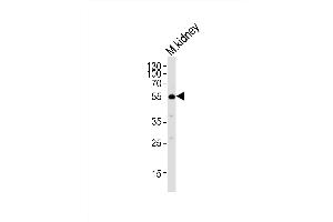 Western blot analysis of lysate from mouse kidney tissue, using NACC1 Antibody (Center) (ABIN6243841 and ABIN6577799). (NAC1 antibody  (AA 324-358))