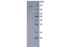 SDS-PAGE analysis of Mouse HSPA1A Protein. (HSP70 1A Protein)