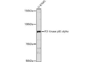 Western blot analysis of extracts of U-87MG cells, using PI3 Kinase p85 alpha antibody (ABIN3020624, ABIN3020625, ABIN3020626 and ABIN6213600) at 1:1000 dilution. (PIK3R1 antibody  (AA 1-300))