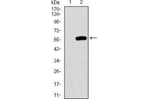 Western blot analysis using C17ORF53 mAb against HEK293 (1) and C17ORF53 (AA: 282-527)-hIgGFc transfected HEK293 (2) cell lysate. (C17orf53 antibody  (AA 282-527))