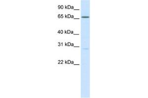 Western Blotting (WB) image for anti-Nuclear Factor of Activated T-Cells 5, Tonicity-Responsive (NFAT5) antibody (ABIN2461534) (NFAT5 antibody)