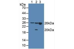 Figure. (HMGB1 antibody  (AA 9-163))