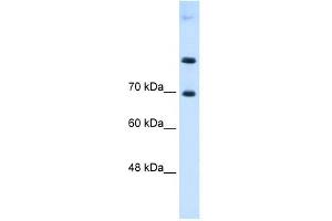 SLC7A4 antibody used at 0.