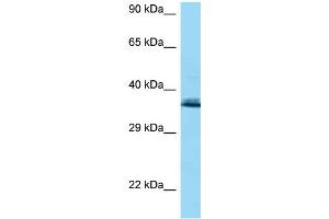 WB Suggested Anti-COQ9 AntibodyTitration: 1. (COQ9 antibody  (N-Term))