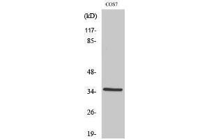 Western Blotting (WB) image for anti-Forkhead Box L1 (FOXL1) (Internal Region) antibody (ABIN3184661) (FOXL1 antibody  (Internal Region))