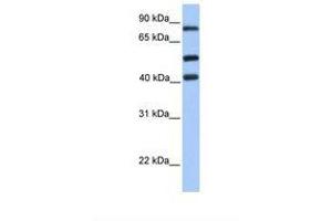 Image no. 1 for anti-Host Cell Factor C2 (HCFC2) (AA 551-600) antibody (ABIN6737684) (HCFC2 antibody  (AA 551-600))