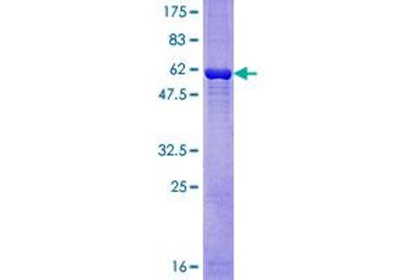 GNB2L1 Protein (AA 1-317) (GST tag)