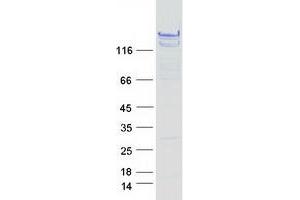Validation with Western Blot (BAT3 Protein (Transcript Variant 3) (Myc-DYKDDDDK Tag))