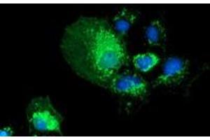 Anti-PYCR2 mouse monoclonal antibody (ABIN2453558) immunofluorescent staining of COS7 cells transiently transfected by pCMV6-ENTRY PYCR2 (RC204525). (PYCR2 antibody)