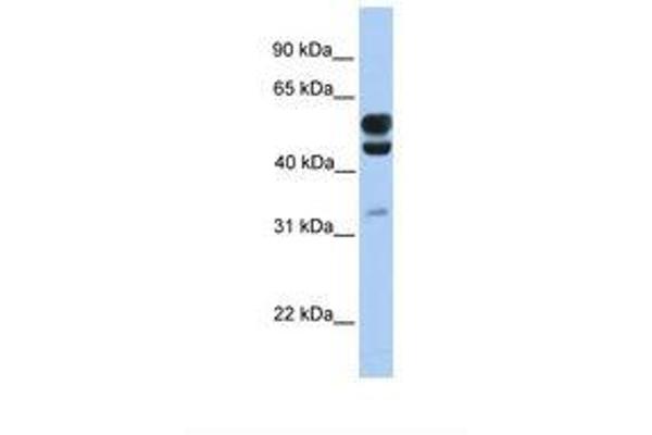 AER61 antibody  (C-Term)