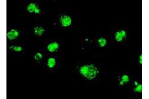 Image no. 6 for anti-Mitogen-Activated Protein Kinase 1 (MAPK1) antibody (ABIN1499289) (ERK2 antibody)