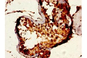 IHC image of ABIN7168493 diluted at 1:600 and staining in paraffin-embedded human testis tissue performed on a Leica BondTM system. (RUVBL1 antibody  (AA 101-400))