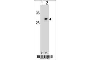 Western blot analysis of POLR2D using rabbit polyclonal POLR2D Antibody using 293 cell lysates (2 ug/lane) either nontransfected (Lane 1) or transiently transfected (Lane 2) with the POLR2D gene.