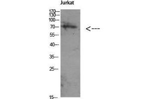 Western Blot (WB) analysis of Jurkat using Antibody diluted at 1:1000. (ATG16L1 antibody  (Internal Region))