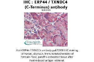 Image no. 1 for anti-Endoplasmic Reticulum Protein 44 (ERP44) (C-Term) antibody (ABIN1734140) (ERP44 antibody  (C-Term))