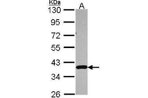 WB Image Sample (30 ug of whole cell lysate) A: A549 10% SDS PAGE antibody diluted at 1:3000 (APEX1 antibody  (N-Term))