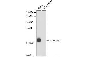 Western blot analysis of extracts of various cell lines using TriMethyl-Histone H3-K4 Polyclonal Antibody. (Histone 3 antibody  (3meLys4))