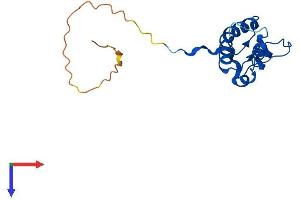 AlphaFold protein structure predicition of Human Recombinant MRPL50 Protein, UniprotID Q8N5N7 (MRPL50 Protein (AA 1-158) (His tag))