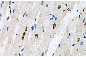 Immunohistochemistry of paraffin-embedded Rat heart using KPNA4 Polyclonal Antibody at dilution of 1:200 (40x lens). (KPNA4 antibody)