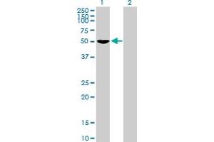 Western Blot analysis of FOXD4 expression in transfected 293T cell line by FOXD4 MaxPab polyclonal antibody.