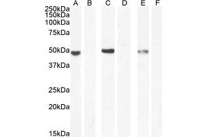 ABIN5539871 (0. (NAT8L antibody  (AA 211-223))