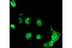 Anti-MAGEB18 mouse monoclonal antibody (ABIN2454278) immunofluorescent staining of COS7 cells transiently transfected by pCMV6-ENTRY MAGEB18 (RC206329). (MAGEB18 antibody)