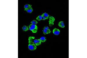 Confocal immunofluorescent analysis of C Antibody (C-term) (Ascites) ABIN1539995 with  cell followed by Alexa Fluor® 488-conjugated goat anti-mouse lgG (green).