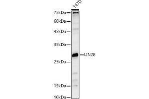 Western blot analysis of extracts of T47D cells, using LIN28 antibody (ABIN6131864, ABIN6143238, ABIN6143239 and ABIN6221674) at 1:1000 dilution. (LIN28A antibody  (AA 142-209))