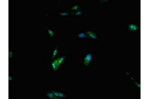 Immunofluorescent analysis of Hela cells using ABIN7150239 at dilution of 1:100 and Alexa Fluor 488-congugated AffiniPure Goat Anti-Rabbit IgG(H+L) (POLE antibody  (Catalytic Subunit A))