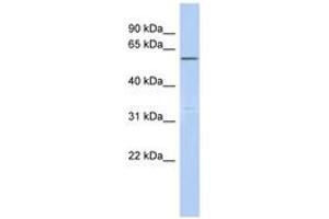 Image no. 1 for anti-Centrosomal Protein 57kDa-Like 1 (CEP57L1) (AA 359-408) antibody (ABIN6743870) (CEP57L1 antibody  (AA 359-408))