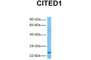 Western Blotting (WB) image for anti-Cbp/p300-Interacting Transactivator, with Glu/Asp-Rich Carboxy-terminal Domain, 1 (CITED1) (Middle Region) antibody (ABIN2777537)