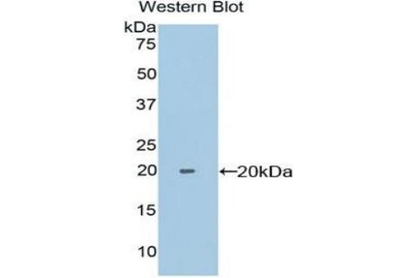 PPIF antibody  (AA 44-192)