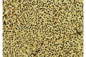 ABIN6277573 at 1/100 staining Mouse liver tissue by IHC-P. (NDUFA13 antibody  (N-Term))